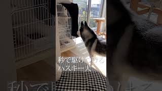 子猫が鳴くと秒で駆けつけて心配するハスキー犬#shorts