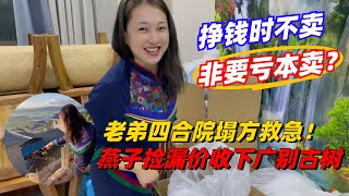 掙錢時不賣非要虧本賣！老弟四合院塌方救急！燕子撿漏價收下古樹！購茶請加微信WeChat或Line：yzzhc001（微信與LINE同號）#茶 #茶叶 #普洱茶 #古树茶 #茶生活 #茶文化 #茶知识