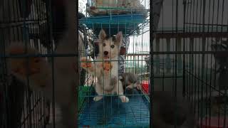 Shrirampur Pet Market Husky and Persian Cat #shrirampurpetmarket