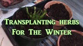 Bringing In the Herbs for Winter