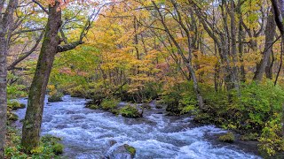 【4K 青森】奥入瀬渓流‐雨に濡れた絶景の紅葉 #FimiPalm #HQsound