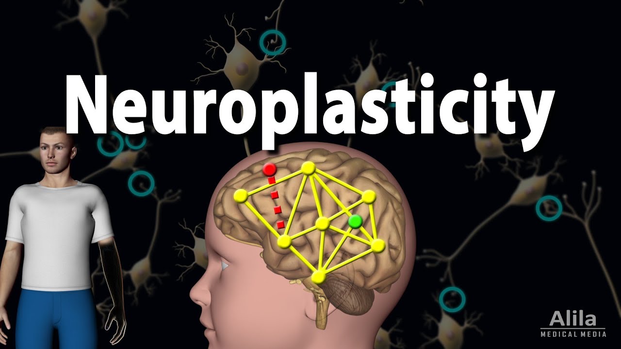Neuroplasticity Animation Youtube