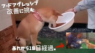 フードアグレッシブ改善に挑む‼️Part4。途中経過【柴犬sakura『問題行動改善に向けて』】