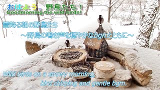 雪降る朝の野鳥たち　～野鳥の鳴き声と穏やかなbgmとともに～