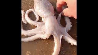 Fishing video |Release the giant octopus  #shorts #fishing #finshingvideo