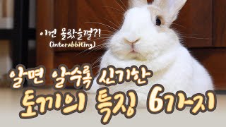 🐰 초보 토끼 키우기 🐰 알면 알수록 신기한 토끼의 특징 6가지! 일반인들은 잘 모르는 토끼의 비밀! 토끼 먹이, 토끼 이갈이, 토끼 발바닥, 토끼 발톱, 토끼 헤어볼 등