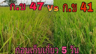 พาชมข้าวก่อนเก็บเกี่ยว ก.ข 47/ ก.ข 41[พาทัวร์ ท้ายทุ่ง]EP23