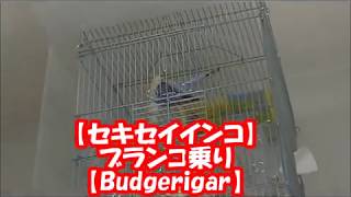 【セキセイインコ】ブランコ乗り【Budgerigar】