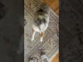 The ultimate wiggle butt #excited #dog #happy