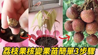 荔枝果核變果苗簡單3步驟-2023 | 3 simple steps to turn lychee stones into fruit seedlings-2023