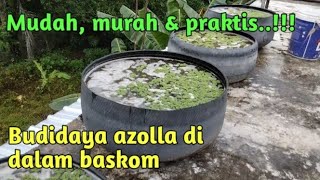 Cara Budidaya Azolla di Dalam Baskom  ||  Budidaya Azolla Di Lahan Sempit