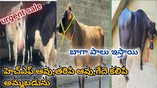 హెచ్ఎఫ్ ఆవు,తరిపి ఆవు,గేదె కూడా అమ్మబడును 9391552521