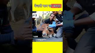 बेचारी असहाय गाय का बछड़ा 🐄🐄😱😭😭😭