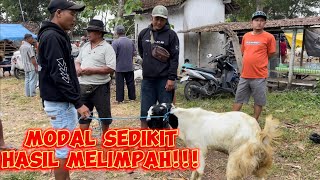 Belanja kambing di pasar durenan Trenggalek dapet banyak!!! Harga terjangkau!