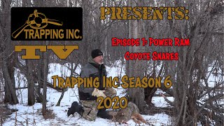 Trapping Inc TV 2020 Season 6 Episode 1 Power Rams Snares for Coyotes