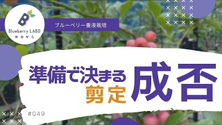 【準備をおこたるとブルーベリーの苗が枯れます】ブルーベリー農家の愛用する剪定道具7つをご紹介【ブルーベリー】【ブルーベリー栽培】【剪定】