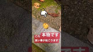 速報⚠️この動画に出会ったらなぜか大きな臨時収入が入ります。#shorts#パワースポット一人旅