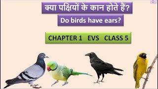 Class 5 EVS Chapter 1 | क्या पक्षियों के कान होते हैं ? | Do birds have ears ? | Rose Tree |