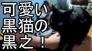 【よっさん】可愛い黒猫の黒之！ 2023/05/01