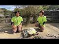 【10kg】巨大キャベツをカピバラが取り合った結果 capybara eat huge cabbage