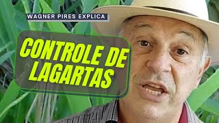 COMO FAZER O CONTROLE CORRETO DAS LAGARTAS NO PASTO?