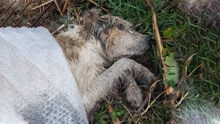 The Dog Who Vowed to Be Loyal to Owner for Life, BUT This Is The Heartbreaking Outcome He Received