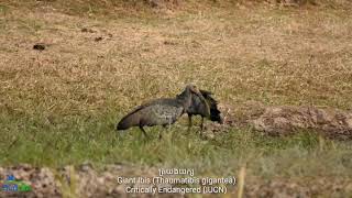 ដែនជម្រកសត្វព្រៃលំផាត់ ខេត្តរតនគិរី