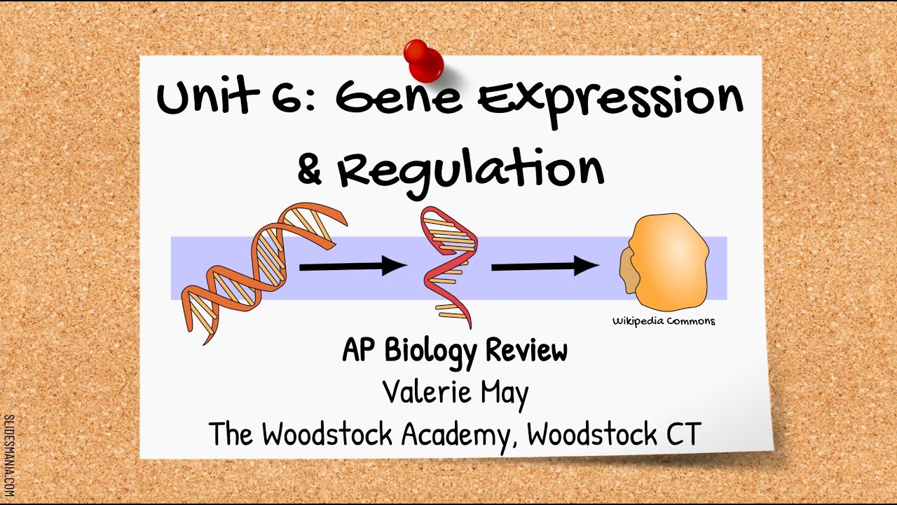 AP Biology Unit 6: Gene Expression And Regulation - YouTube