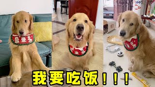 四毛怪我不做饭，竟把家拆了，最后是我错怪他了【起错名的四毛】