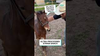 Horse Baby Loves Chewing A Hat || ViralHog