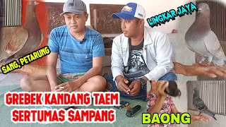 grebek kandang team sertumas Sampang sang petarung juara no 1 LJB Pamekasan Madura 30 agu 2023