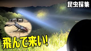 張り切って灯火採集に行って来たら、やつが飛んできたぜ！（くろねこチャンネル）