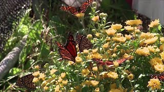 What You Should Know About the Fall Migration of the Monarchs | Southern Living
