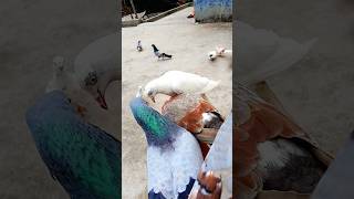 Kabootar Hat Par Aaya 🕊️🤩 Kabutron video 🔥🤗#kabutar#shorts#pigeon#viralvideo#youtubeshorts#birds