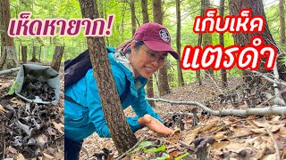 ￼BLACK TRUMPET MUSHROOM FORAGING IN THE USA เก็บเห็ดแตรดำเห็ดที่อร่อยและหายากรัฐนิวยอร์ก อเมริกา