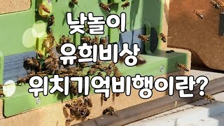 꿀벌들의 집단 행동 중 하나.  #낮놀이 # 위치기억비행 #유희비상