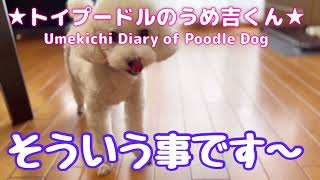 そういう事です〜 ★トイプードルのうめ吉くん（613日目)★Umekichi Diary of Poodle Dog