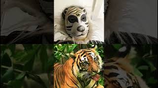 देखो ये शेर क्या करता है 😱😱 #shorts #shortvideo #trending #trendingshorts #animals #tiger #public