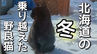 北海道の冬 大雪を乗り越えた野良猫兄弟たち。