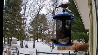 2025/1/14 裏庭の野鳥定点観測 (American Goldfinch)