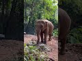 🐘wild beauty 🥰 elephants feasting in the thai paradise🫶