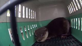 reintegrating otters