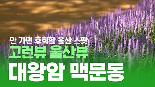 [고런뷰 울산뷰] 안 가면 후회할 울산 스팟, 대왕암 맥문동