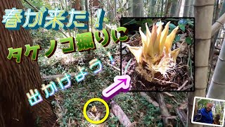 初タケノコを狙え！3月の最終日曜にやっとの思いでタケノコ発見！見に行って4度目の正直(笑)