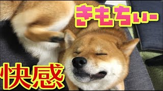 【柴犬】かゆい！きもちい！快感！！撫でてもらいかゆさを解消する柴犬ふなまる【shiba inu】