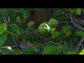 ലോകത്തിലെ ഏറ്റവും വിഷമുള്ള മരം most poisonous plant mancinella