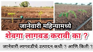 जानेवारी महिन्यामध्ये शेवगा लागवड करावी का ? #shevgasheti #agriculture #वसंतशेवगाशेती