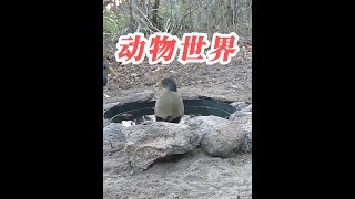 三只秧雞和兩頭郊狼在水坑旁盡情嬉戲喝水，真是太有趣了！ #動物世界 #神奇動物在抖音 #動物解說 #郊狼 #秧雞