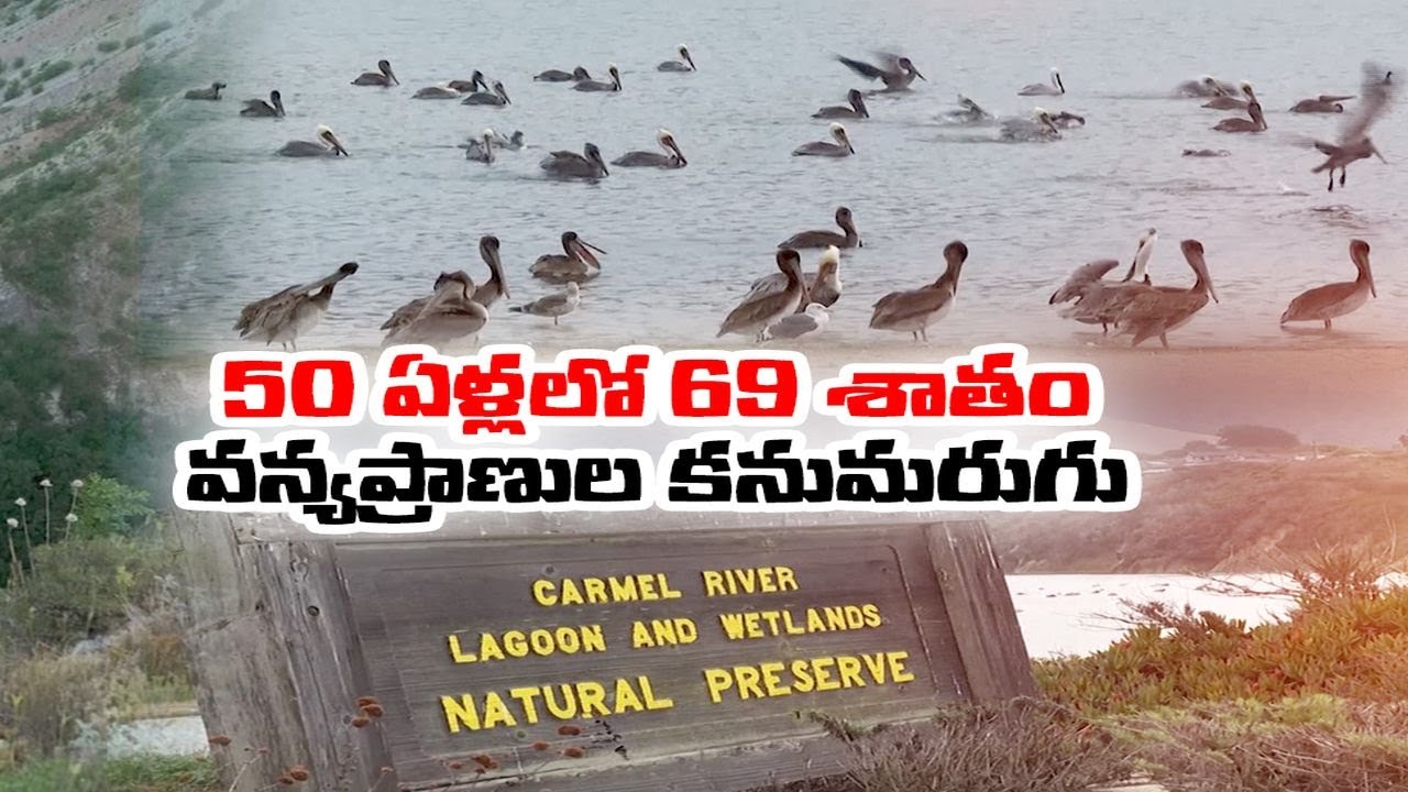 Wildlife Populations Plunge 69% Since 1970 | Say WWF | 69%వన్యప్రాణులు ...