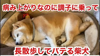 柴犬貴教！　ニューヨーク北部に住む柴犬！　関節炎が良くなって張り切って、遠くまでお散歩！家に着いたら満足してスヤスヤ眠る貴教さん❤️　(SHIBAINU)